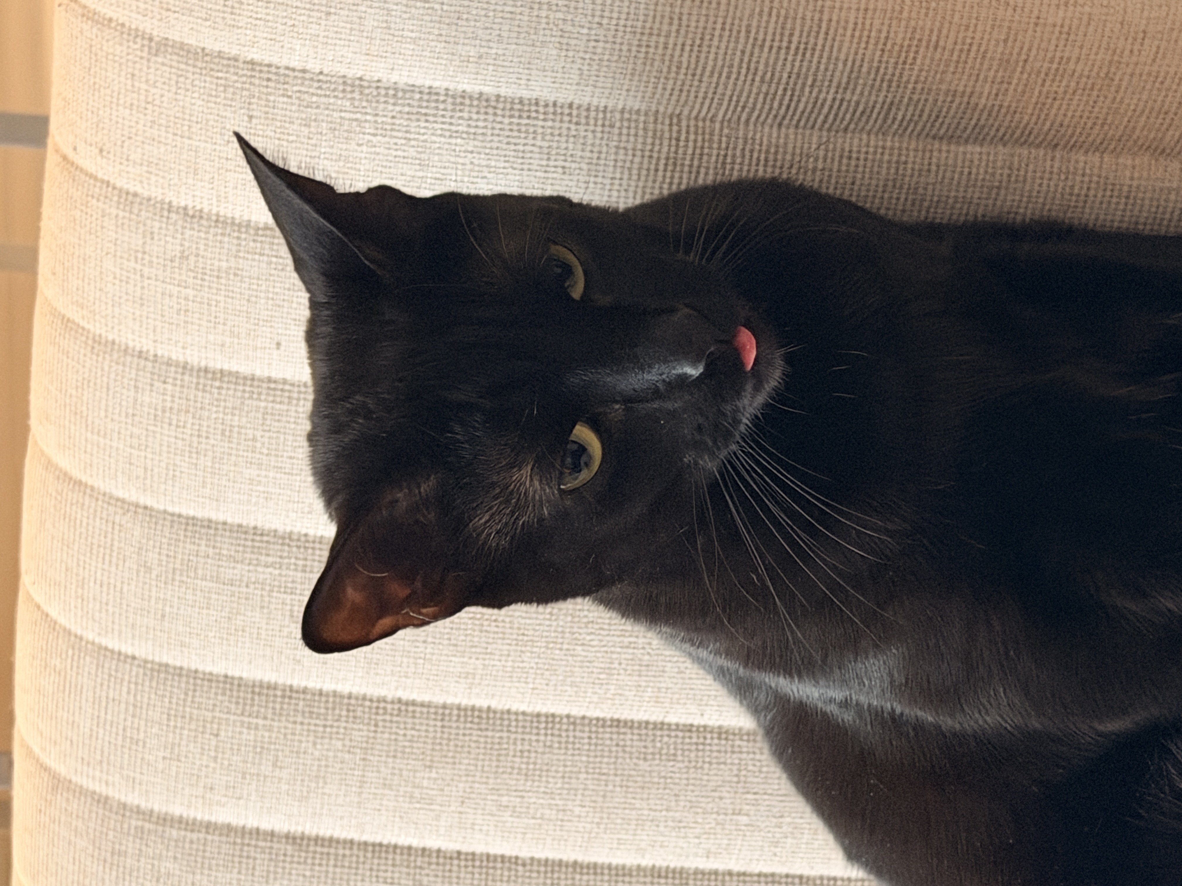 Miso