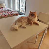 Mister Rambo