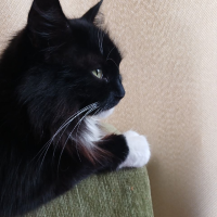 Pushka
